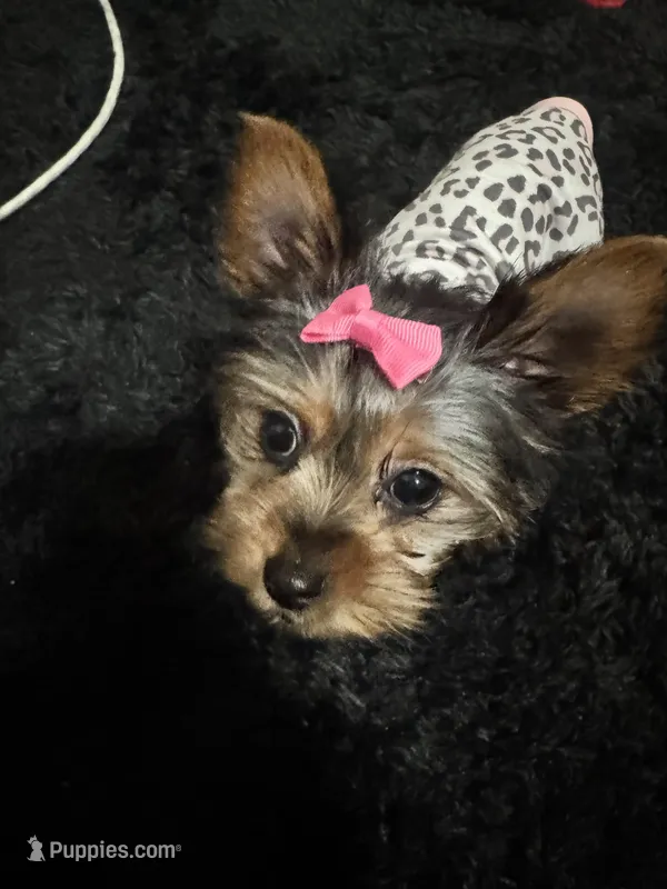 Chanel – Yorkshire Terrier puppy for sale in Royse City, TX