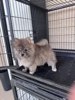 Pomeranian , a male Pomeranian for sale in Cape Coral, FL – 4 of 5