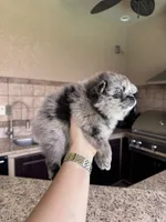 Pomeranian, a female Pomeranian for sale in Cape Coral, FL – 2 of 2