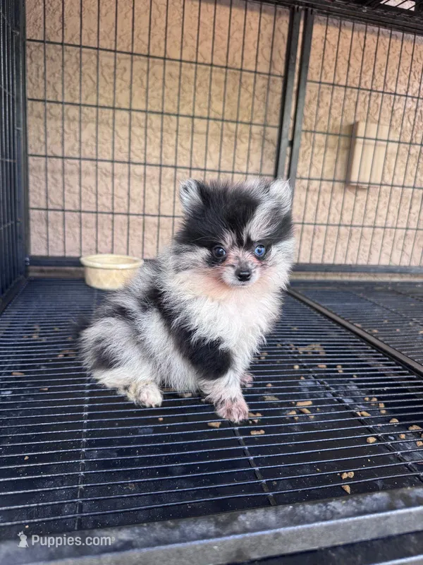 Pomeranian  – Pomeranian puppy for sale in Cape Coral, FL