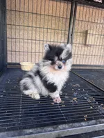 Pomeranian , a male Pomeranian for sale in Cape Coral, FL – 1 of 4
