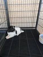 Pomeranian , a female Pomeranian for sale in Cape Coral, FL – 2 of 2