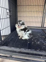 Pomeranian , a male Pomeranian for sale in Cape Coral, FL – 3 of 4
