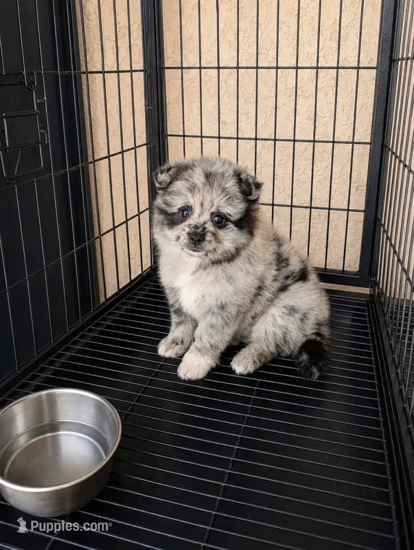 Pomeranian – Pomeranian puppy for sale in Cape Coral, FL