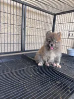 Pomeranian , a male Pomeranian for sale in Cape Coral, FL – 5 of 5