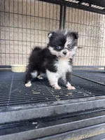 Pomeranian , a female Pomeranian for sale in Cape Coral, FL – 3 of 3