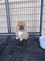 Pomeranian , a male Pomeranian for sale in Cape Coral, FL – 1 of 6