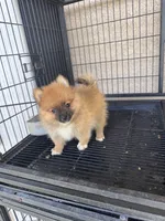 Pomeranian, a female Pomeranian for sale in Cape Coral, FL – 2 of 4
