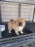Pomeranian , a male Pomeranian for sale in Cape Coral, FL – 3 of 6
