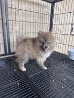 Pomeranian , a male Pomeranian for sale in Cape Coral, FL – 2 of 5