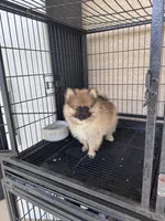 Pomeranian , a male Pomeranian for sale in Cape Coral, FL – 2 of 6