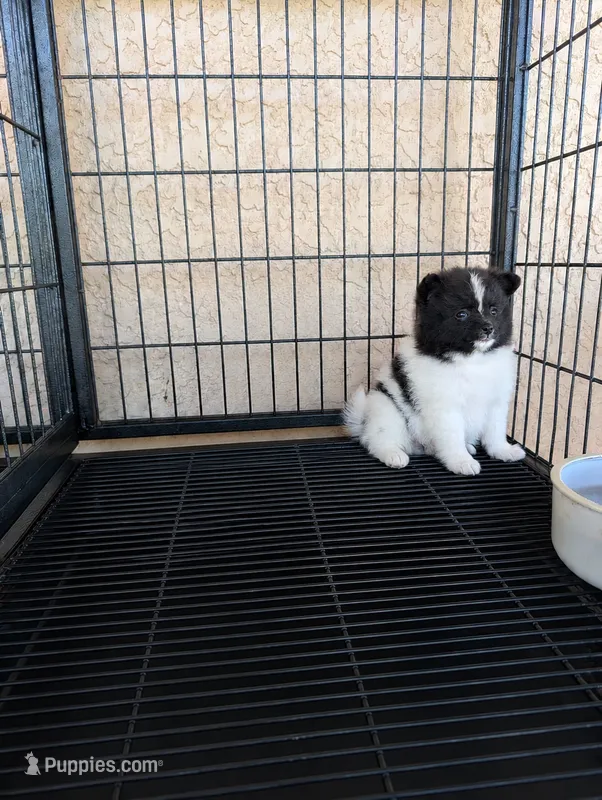 Pomeranian  – Pomeranian puppy for sale in Cape Coral, FL