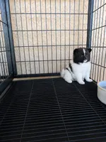 Pomeranian , a female Pomeranian for sale in Cape Coral, FL – 1 of 2
