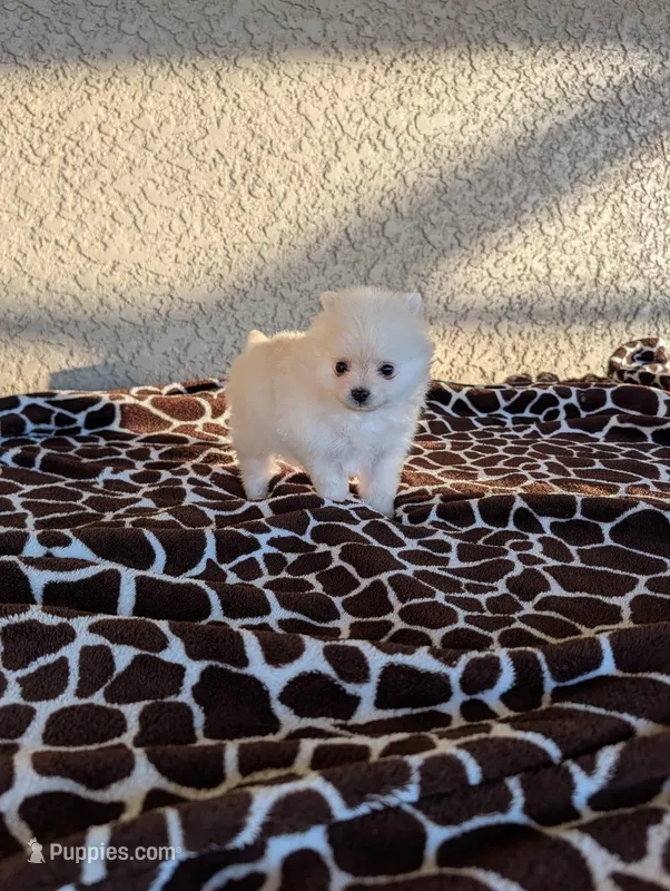 Pomeranian  – Pomeranian puppy for sale in Cape Coral, FL