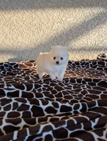 Pomeranian , a male Pomeranian for sale in Cape Coral, FL – Photo 1 of 7