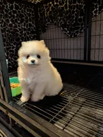 Pomeranian , a male Pomeranian for sale in Cape Coral, FL – Photo 6 of 7