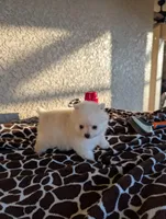 Pomeranian , a male Pomeranian for sale in Cape Coral, FL – Photo 2 of 7