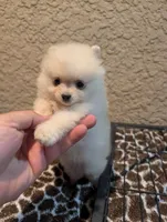 Pomeranian , a male Pomeranian for sale in Cape Coral, FL – Photo 7 of 7