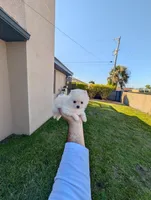 Pomeranian , a male Pomeranian for sale in Cape Coral, FL – Photo 4 of 7