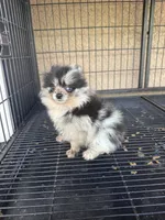Pomeranian , a male Pomeranian for sale in Cape Coral, FL – 2 of 4
