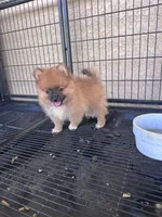 Pomeranian, a female Pomeranian for sale in Cape Coral, FL – 4 of 4