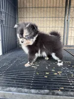 Pomeranian , a female Pomeranian for sale in Cape Coral, FL – 2 of 3