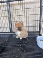 Pomeranian , a male Pomeranian for sale in Cape Coral, FL – 5 of 6