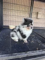 Pomeranian , a male Pomeranian for sale in Cape Coral, FL – 4 of 4