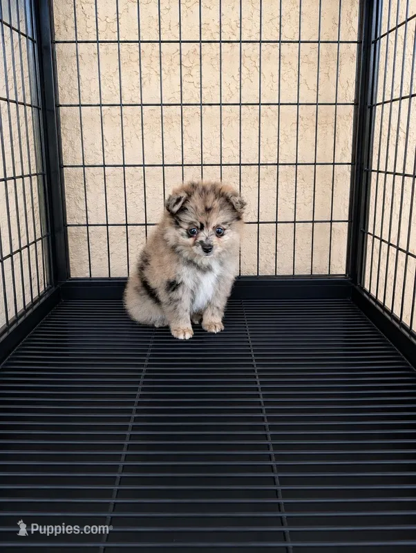 Pomeranian – Pomeranian puppy for sale in Cape Coral, FL