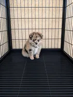 Pomeranian, a female Pomeranian for sale in Cape Coral, FL – 1 of 2
