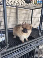 Pomeranian , a male Pomeranian for sale in Cape Coral, FL – 4 of 6