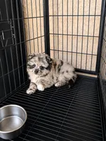 Pomeranian, a male Pomeranian for sale in Cape Coral, FL – 2 of 2