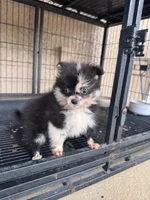 Pomeranian , a female Pomeranian for sale in Cape Coral, FL – 1 of 3