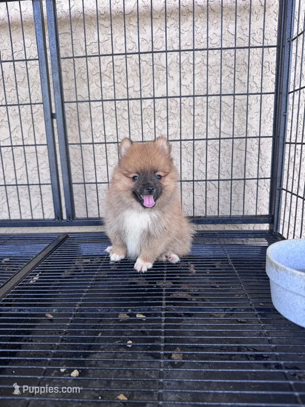 Pomeranian – Pomeranian puppy for sale in Cape Coral, FL