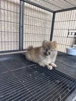 Pomeranian , a male Pomeranian for sale in Cape Coral, FL – 3 of 5