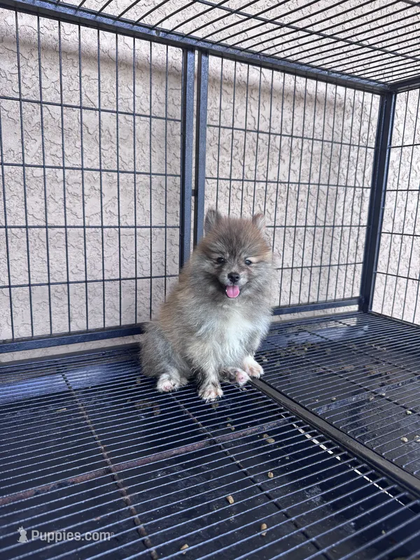 Pomeranian  – Pomeranian puppy for sale in Cape Coral, FL