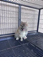 Pomeranian , a male Pomeranian for sale in Cape Coral, FL – 1 of 5