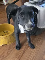 Tish, a female Border Collie and Labrador Retriever for sale in Woodland, CA – 3 of 4