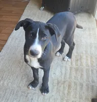 Winey, a female Border Collie and Labrador Retriever for sale in Woodland, CA – 2 of 4