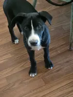 Winey, a female Border Collie and Labrador Retriever for sale in Woodland, CA – 3 of 4
