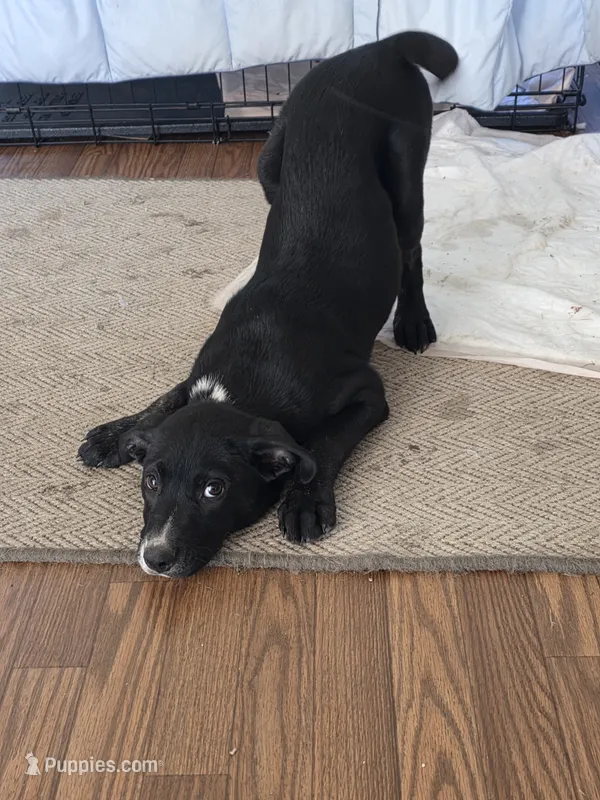 Tish – Border Collie, Labrador Retriever puppy for sale in Woodland, CA