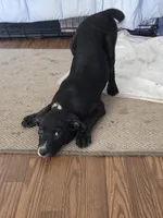 Tish, a female Border Collie and Labrador Retriever for sale in Woodland, CA – 1 of 4