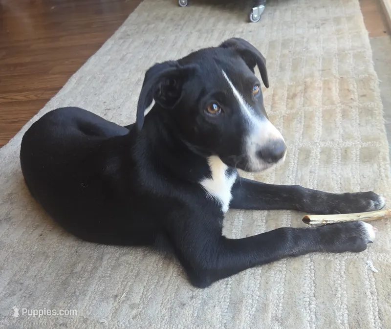 Winey – Border Collie, Labrador Retriever puppy for sale in Woodland, CA