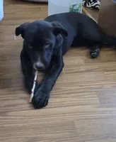 Tish, a female Border Collie and Labrador Retriever for sale in Woodland, CA – 4 of 4