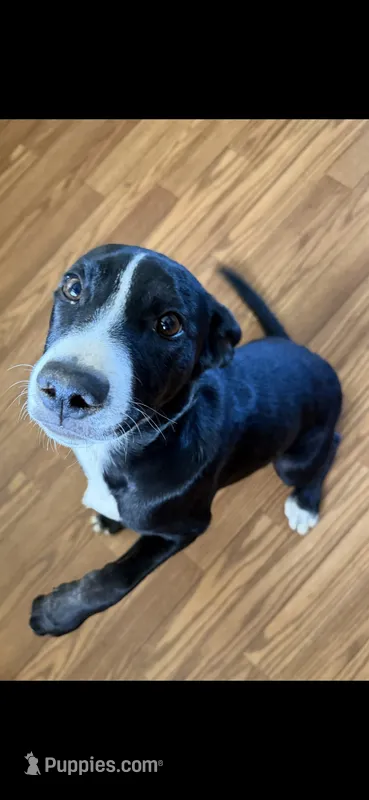 Winey – Border Collie, Labrador Retriever puppy for sale in Woodland, CA