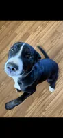 Winey, a female Border Collie and Labrador Retriever for sale in Woodland, CA – 1 of 4