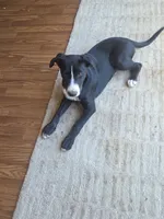 Winey, a female Border Collie and Labrador Retriever for sale in Woodland, CA – 4 of 4