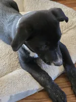 Tish, a female Border Collie and Labrador Retriever for sale in Woodland, CA – 2 of 4
