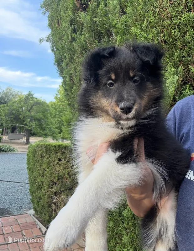 Rosie  – Shetland Sheepdog puppy for sale in Oakley, CA