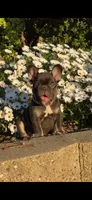 Monaco , a male French Bulldog for sale in Sacramento, CA – Photo 5 of 7